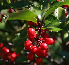 holly bushes