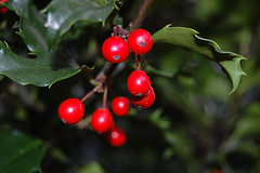 holly bush red green