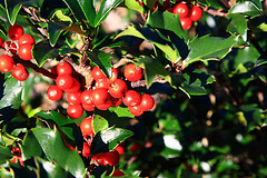 first holly bush