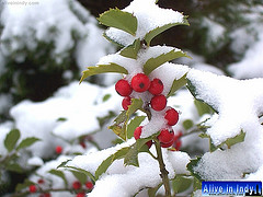 2nd holly bush