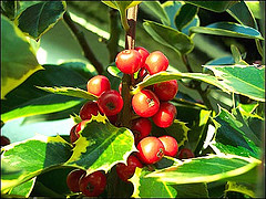 holly bushes